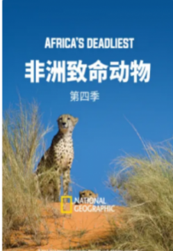 非洲致命动物第四季